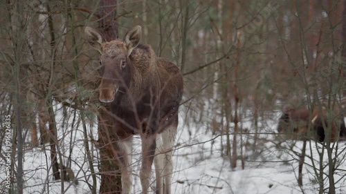 Wallpaper Mural Wild moose or elk calf eats green pine tree branch in winter forest. Hungry brown animal grazing in snowy nature habitat during cold frost. Herbivore feeding on wood vegetation outdoors. Torontodigital.ca