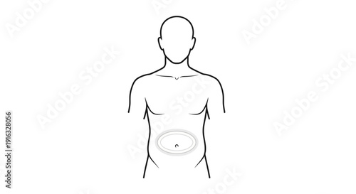 Human torso with navel highlighted, medical illustration, anatomical view