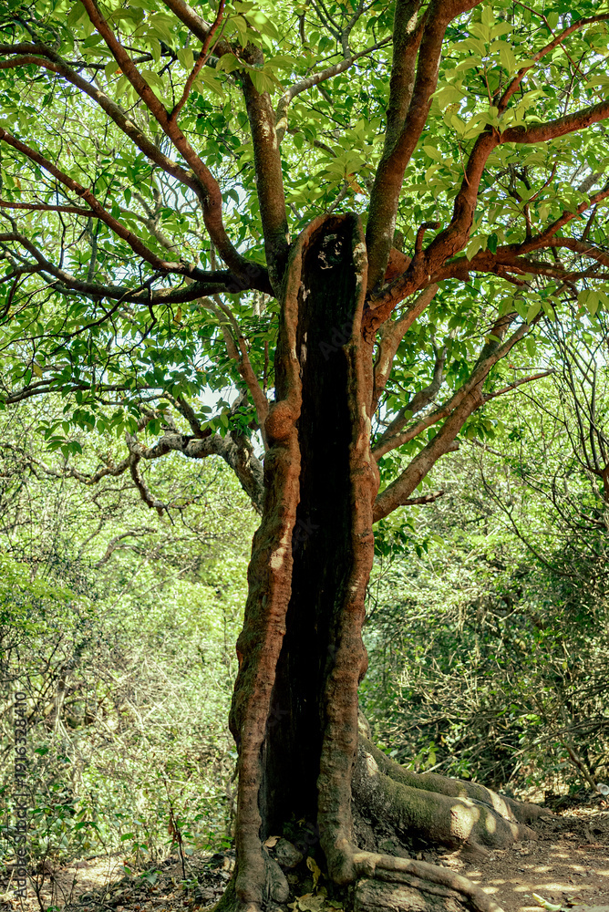 Fototapeta premium Hollow Split Tree Trunk in Dense Green Forest – Nature Texture and Wilderness Scene