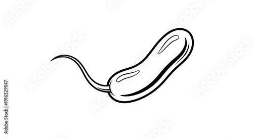 Helicobacter Pylori Bacteria Microbe Illustration