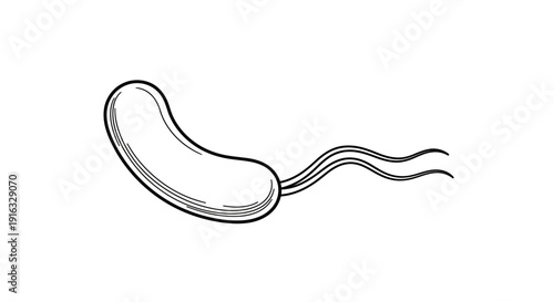 Helicobacter pylori bacterium illustration, single cell with flagella, medical science concept