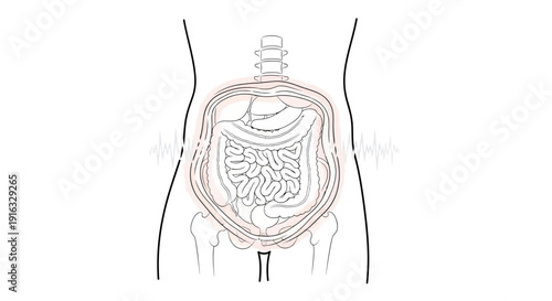 Human Digestive System Anatomy Illustration with Sound Waves