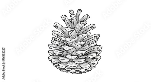 Detailed Hand-Drawn Pinecone Illustration, Black and White Sketch, Natural Element