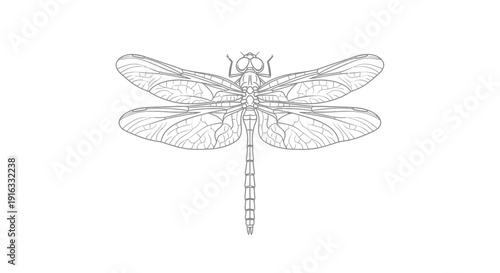 Detailed Line Art Illustration of a Dragonfly with Intricate Wing Patterns on White Background