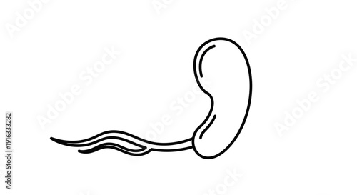 Simple Outline Drawing of a Bacterium with Flagella on White Background