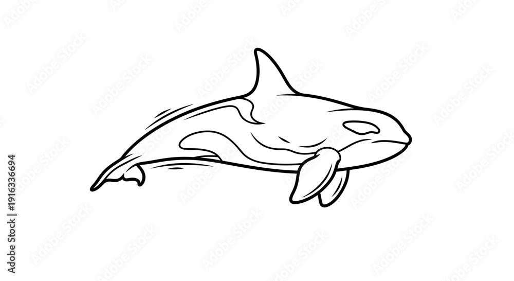 Obraz premium Orca Killer Whale Outline Drawing, Marine Mammal, Ocean Wildlife