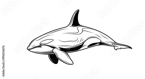 Orca Killer Whale Illustration - Majestic Marine Mammal