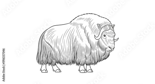 Musk Ox Sketch - Majestic Arctic Mammal Illustration