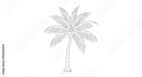 Line Art Palm Tree with Coconuts - Tropical Island Vegetation