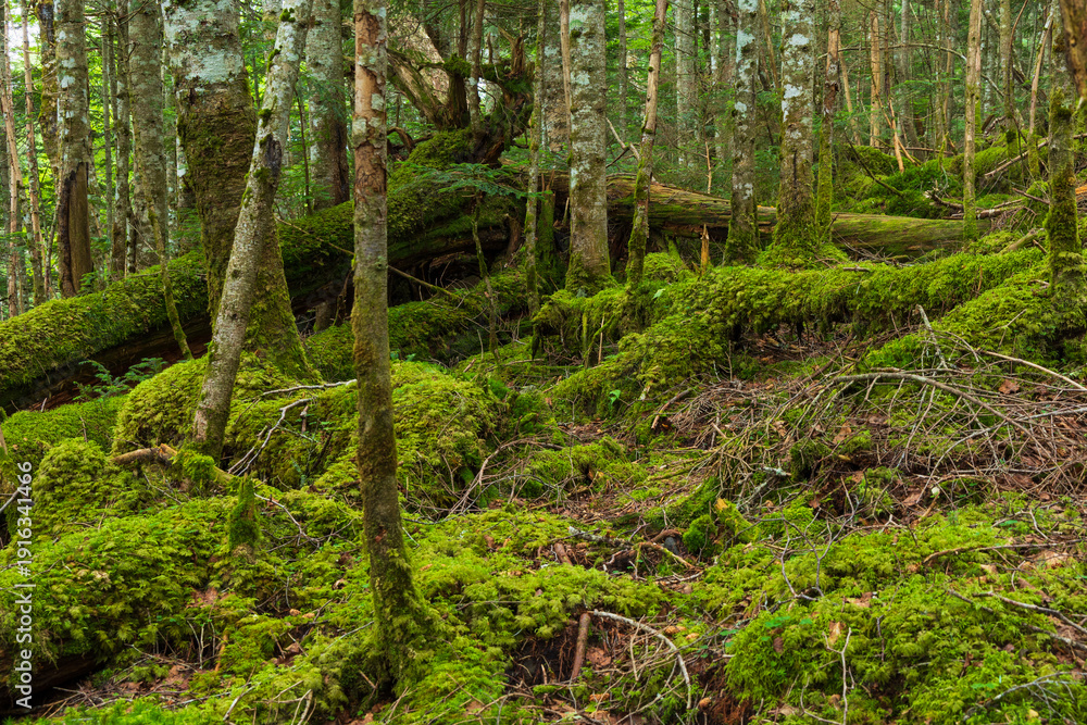 Obraz premium 日本の風景・夏 長野県佐久穂町 北八ヶ岳 苔の森