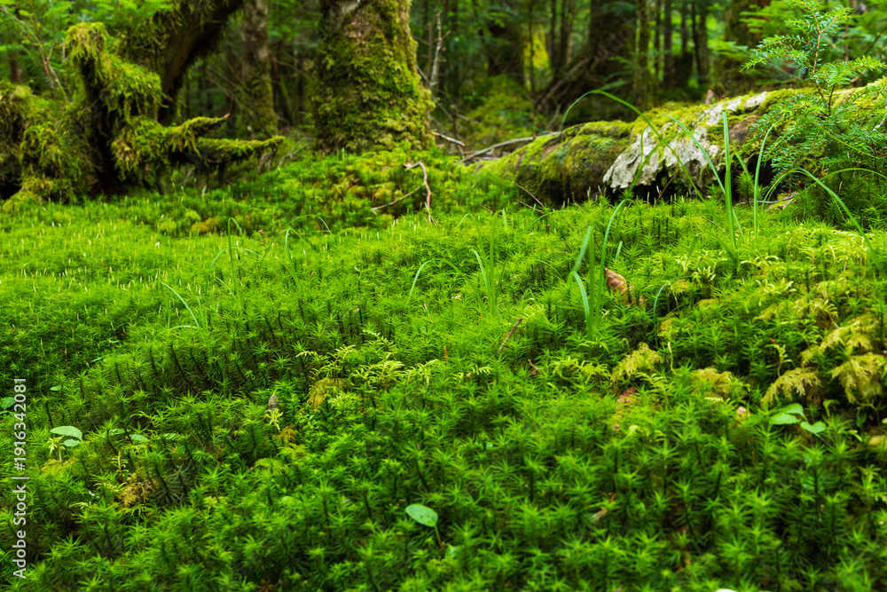 Obraz premium 日本の風景・夏 長野県佐久穂町 北八ヶ岳 苔の森