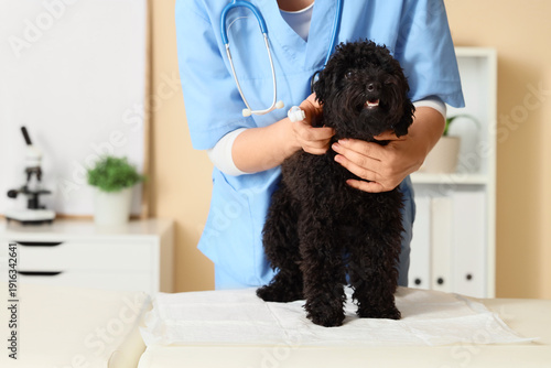 Female veterinarian with toothbrush and Toy Poodle dog in clinic