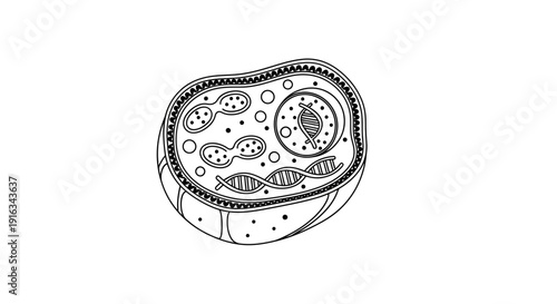 Cell Biology Diagram: Eukaryotic Cell Structure with DNA and Organelles