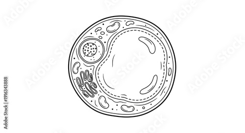 Black and White Illustration of a Plant Cell Structure with Nucleus and Organelles