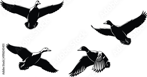 Flying duck silhouette illustration set showing wild bird in flight poses for nature wildlife hunting vector design