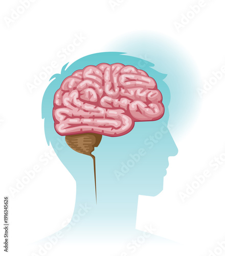 Human Brain Anatomy Diagram
