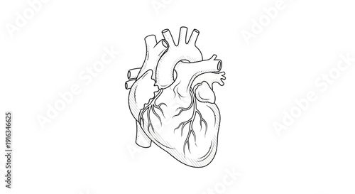 Anatomical Heart Drawing, Medical Illustration, Human Organ, Cardiovascular System