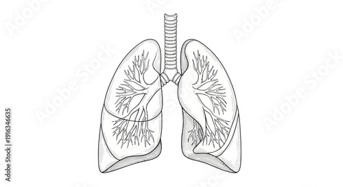Anatomical illustration of human lungs and trachea, detailed drawing, medical science concept
