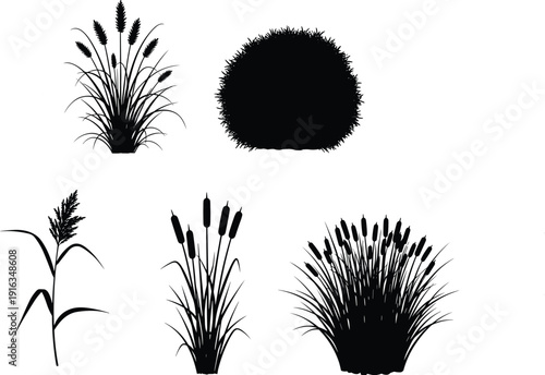 Marsh grass and cattail silhouette set, wild wetland plant collection, black botanical nature elements for landscape design, flat vector illustration