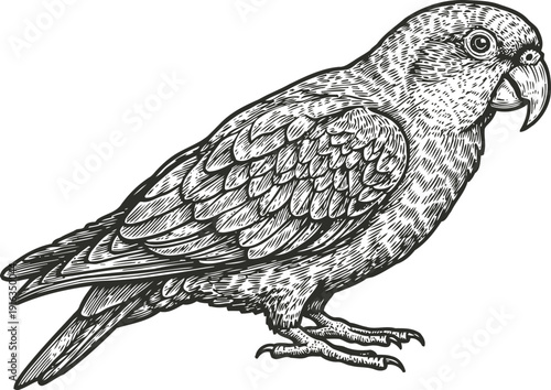 Detailed vintage parrot illustration exotic bird with intricate feather patterns wild nature sketch