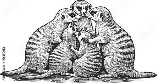 Meerkats family group huddling and grooming each other in social behavior illustration