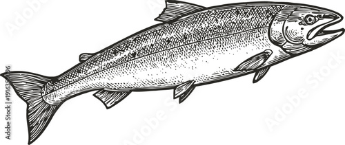 Detailed hand drawn illustration of a salmon fish swimming side view with textured scales