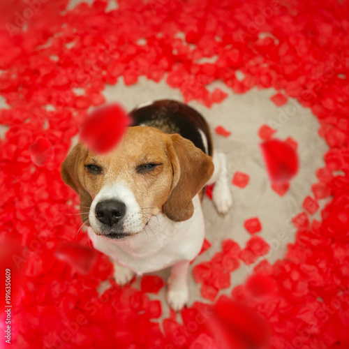Beagle dog sitting on the floor, heart shaped space of red rose petals, looking up, eyes closed from falling rose petals, Valentines day photoshoot