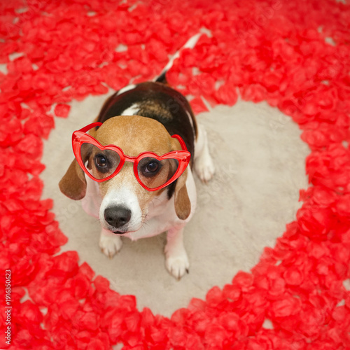 Beagle dog sitting on the floor, heart shaped space of red rose petals, looking up, wearing red heart glasses Valentines day photoshoot