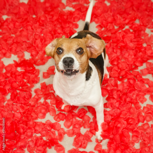 Beagle dog sitting on the floor, heart shaped space of red rose petals, looking up with a funny face, Valentines day photoshoot