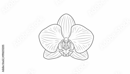Orchid Flower Line Drawing - Elegant Botanical Illustration