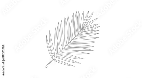 Minimalist Line Art Palm Frond Illustration on White Background