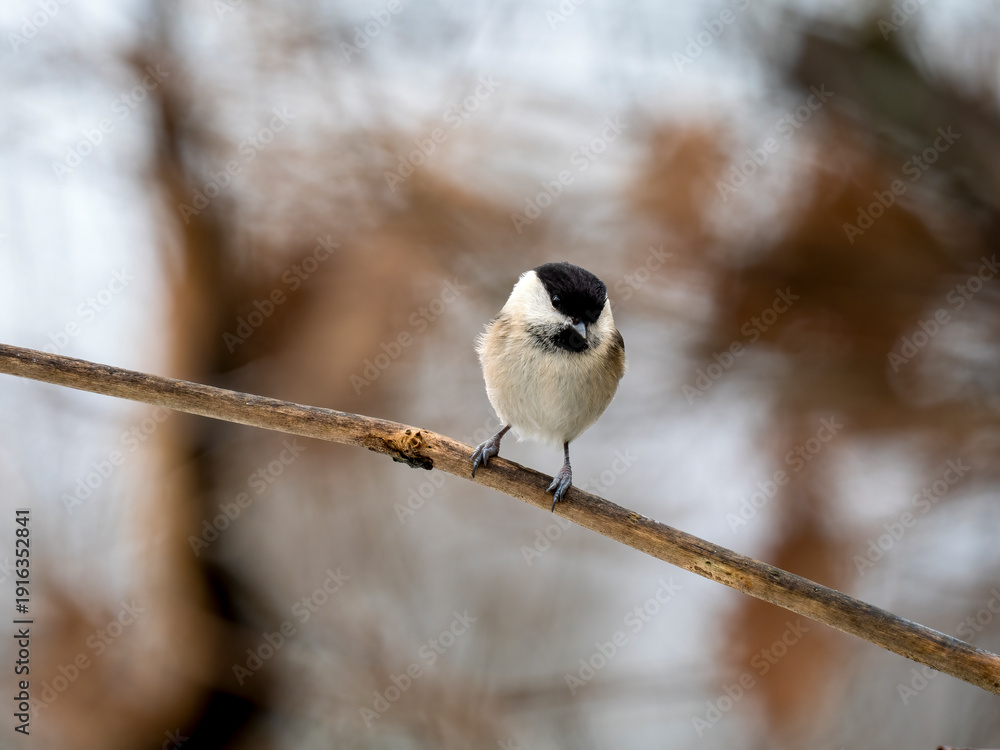Fototapeta premium Sumpfmeise, Marsh tit, Poecile palustris