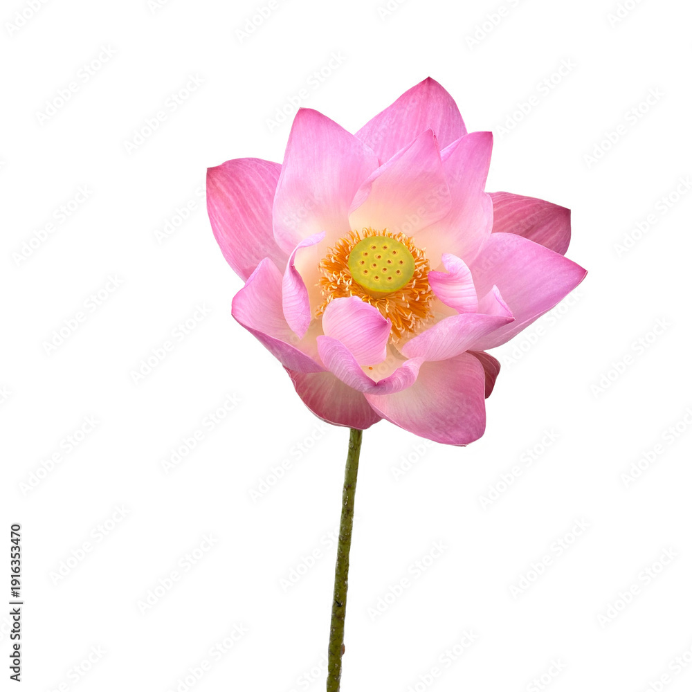 Fototapeta premium Blooming Pink Lotus Flower with Stem Isolated on White