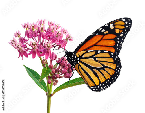 Monarch butterfly on pink milkweed flower