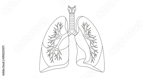 Human lungs with trachea and bronchi detailed anatomical illustration medical diagram respiratory system