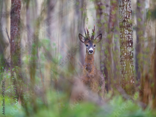 Male roe deer in the forest