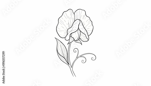 Elegant Sweet Pea Flower Line Drawing, Botanical Illustration, Vintage Style