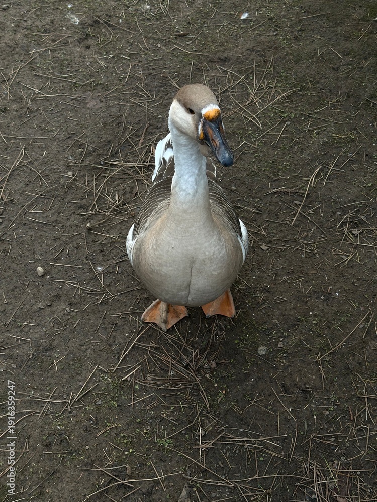 Obraz premium Curious domestic goose standing on dirt ground, close up animal portrait with orange beak and webbed feet, rural farmyard poultry and countryside nature concept.