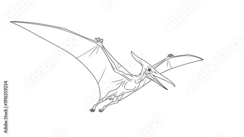 Black and white line drawing of a pterodactyl dinosaur in flight showing its skeletal structure and large wingspan against white space.