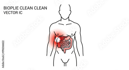 Human anatomy illustration showing liver and digestive system with inflammation