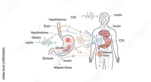 Human body endocrine system regulating appetite hormones: ghrelin, leptin, insulin, CCK