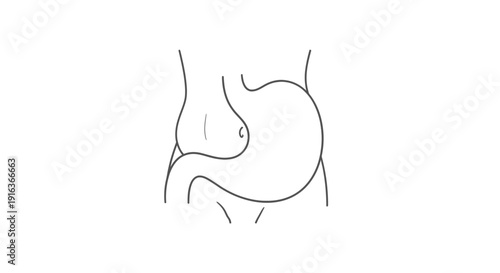 Human Stomach Outline Illustration - Digestive System Anatomy
