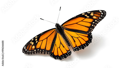 A vibrant monarch butterfly with striking orange and black wing patterns in flight. isolated on white background, Vector