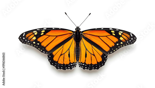 A vibrant monarch butterfly with striking orange and black wings displayed against a plain background isolated on white background, Vector