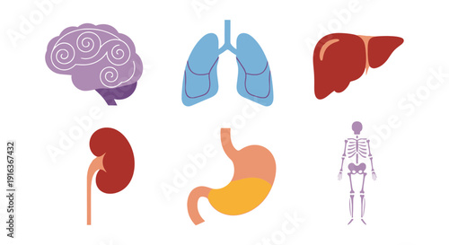 Human Anatomy Organs & Body Parts Icons. Medical Health Biology Science