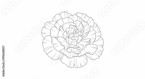 Elegant Carnation Flower Outline Drawing, Minimalist Botanical Illustration