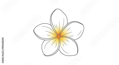 Delicate White Plumeria Flower Illustration with Yellow Center, Isolated on White Background