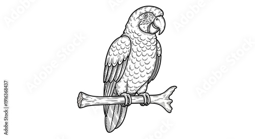 Detailed Line Art of a Parrot Perched on a Branch, Black and White Illustration