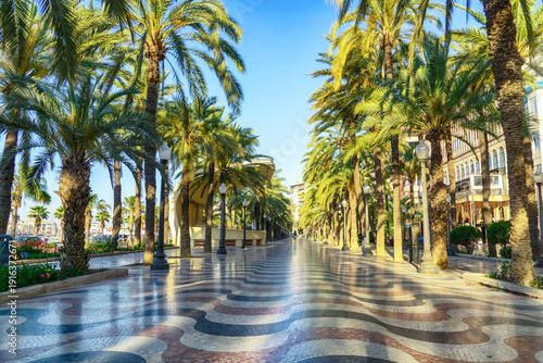 Palm avenue, Alicante, Spain