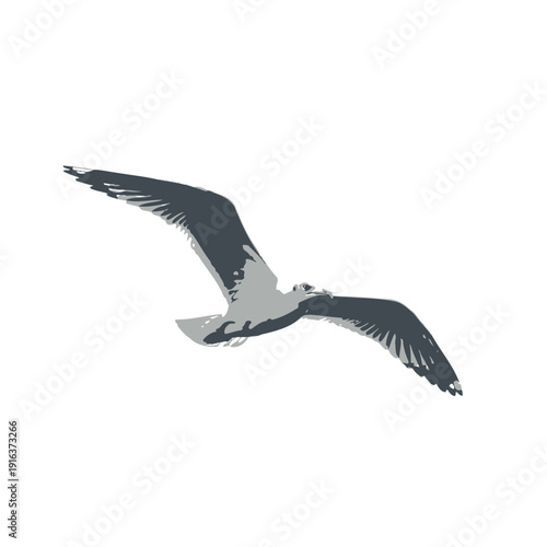 Seagull in Flight Against White Background Coastal Bird Wildlife Stock Photo